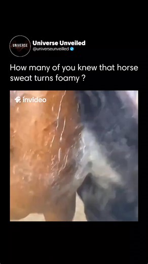 Universe unveiled on Instagram: "Horse sweat often appears foamy or lathery, which may seem unusual but is completely natural. This frothy look comes from a protein called latherin, which helps sweat spread through the horse’s thick coat. By allowing the sweat to evaporate more easily, latherin helps the horse regulate its body temperature efficiently, even during intense activity. The foam is most visible around the neck, chest, and under the saddle, where movement and friction mix with sweat. 