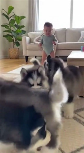 5 Husky Puppies Bounce Playfully Together 🐾 | Watch Their Adorable Energy