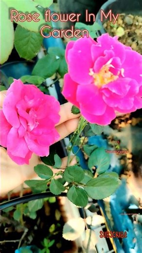 Rose Flowers #rosecaretips #garden #trending
