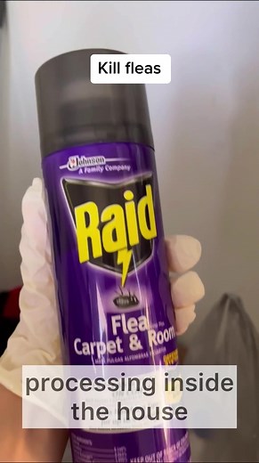 how to get rid of fleas? A very painful topic. Very dangerous insects. They bite painfully, leave red spots on the skin, are very itchy, and can transmit various diseases. #flea #fleabag #fleakill #raid #fleas #flearemoval #fleainfestation