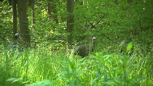 11K views · 369 reactions | Late Season Longbeards! #AvianX | Avian X | Facebook