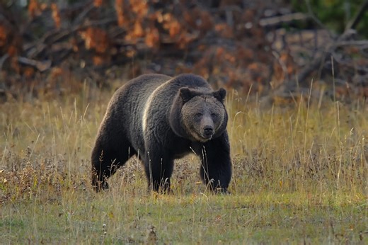 Bear attack injures 2 hikers near Yellowstone’s Old Faithful