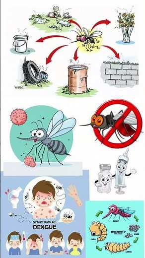 DENGUE FEVER EXPLAINED | Causes, Symptoms,Diagnosis, Treatment,Prevention& Complications #education