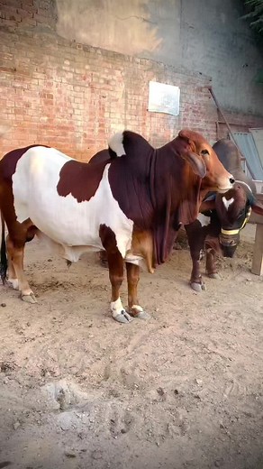 Cows Playing Together: A Gentle Moment in Nature