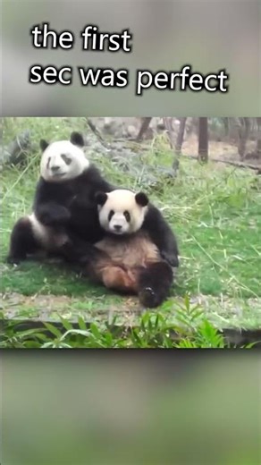 The dancing panda is too funny 🕺🐼 Panda Compilation Core