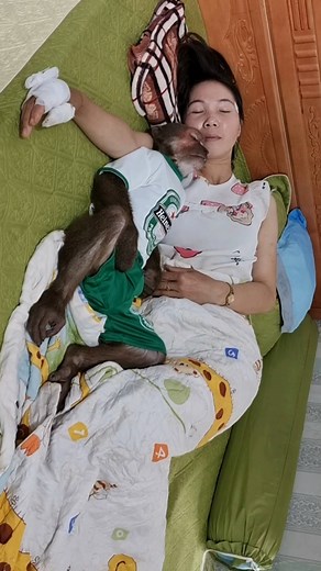 Funny monkey Abu brushing his teeth #monkeyabu #monkey #babymonkey #abu #monkeyvideos #reelsfb #reelsvideoreelsfb | Cutis