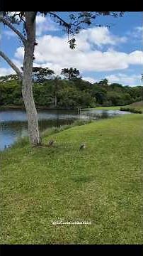 Corujas muito amigáveis no Parque Náutico | Curitiba, Brazil 🇧🇷 | Lago, Natureza & Walking Tour 4k