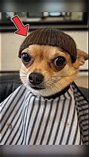 Gugu Niat Mullet, Pulang-Pulang Jadi Cepmek 😹✂️ #shorts