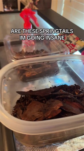 mammon springtail takeover… #furry #fursuiter #mammonwolf #arthropods #springtails