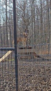 Why do wolves howl at sirens? Wolves hear the sirens as another pack and they are simply protecting their territory 🐺 | Guardians Of The Wolves