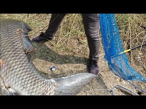 🎣catching big catla fishes| Singh shikar fishing in manjeera river