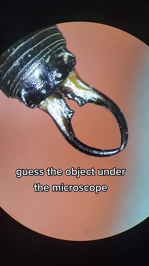 Guess the Object Under the Microscope Challenge