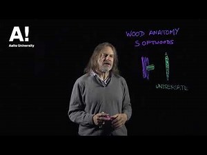 Wood anatomy (2) Hardwood and softwood structure 2