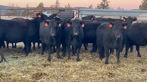 10K views · 107 reactions | Thank you to the LX Ranch for consigning this set of full mouth cows. These cows are bred 4-6 months to Black Angus bulls. There are a few that are bred 2-3 months From Adel, Oregon this set can run in any environment, and have been foothill exposed. See you tomorrow at noon. | Modoc Auction Yard | Facebook