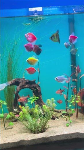 Glow Widow Tetra Fish 😍✨ | Neon Aquarium Magic #shorts #aquarium