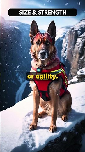 Male vs Female Belgian Malinois Explained #belgianmalinois #dogtrainingtips #protectiondogs