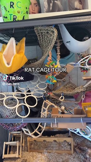 Rat Cage Setup Guide for New Pet Rats
