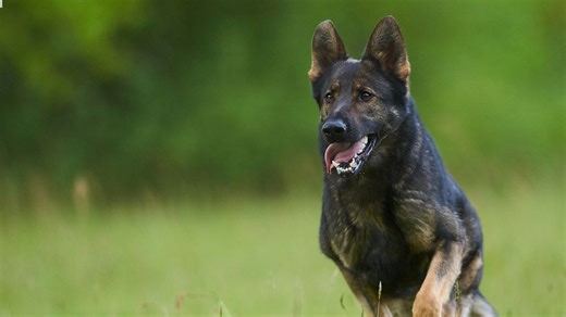 Shocking! German Shepherd Mauls 80-Year-Old Pet Owner To Death After Brutal Attack In Kanpur's Vikas Nagar