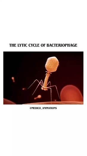 medical_animation on Instagram: "In the microscopic world, a constant battle unfolds between bacteria and their viral predators: bacteriophages (or phages). Unlike most viruses that infect animals, phages have a unique and highly specialized way of replicating inside their bacterial hosts. Here’s how a single phage turns a bacterium into a phage-producing factory: 1. Attachment: the phage binds to specific receptor molecules on the bacterial cell wall, ensuring a perfect lock-and-key fit. 2. Inj