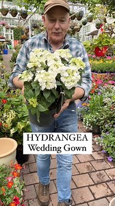 Hydrangea “Wedding Gown” flowers from June until October and Winter Hardy. Planting time is from now,available in webshop, https://pergolanurseries.ecwid.com ALL IRELAND DELIVERY 🚚 32 Counties WEBSHOP https://pergolanurseries.ecwid.com Pergola Nurseries Garden Corner, Virginia,Co Cavan A gardeners oasis of quality plants Open Tuesday to Saturday 10.30-6 Open Sundays 2-6 | Pergola Nurseries Garden Corner