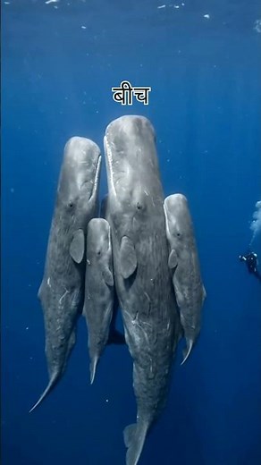 Orca vs Sperm Whale: Who Actually Wins This Deadly Fight? #factmyth #myth