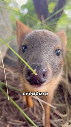 The world's smallest deer, the pudu.#animals #Foryou #love#cute