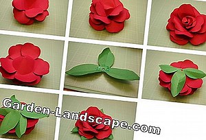 Garden Practice: Creating a rose garden - step by step instructions | 2025
