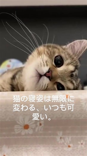 猫の寝姿は本当にいろいろ。#猫のいる暮らし #猫好きさんと繋がりたい #猫可愛い
