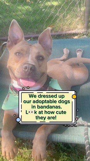 9.6K views · 603 reactions |  Every paw deserves a second chance!...