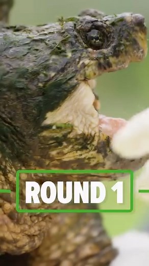 This snapping turtle shows its true power! #bravewilderness #nature #wildlife #snappingturtle | Coyote Peterson