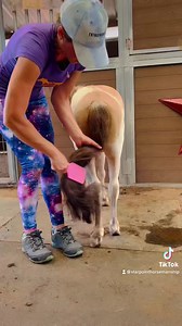 5.2K views · 149 reactions | Rivie is the sweetest stallion!  | Star Point Horsemanship | Facebook