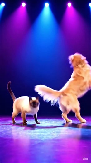 cat n dog dancing