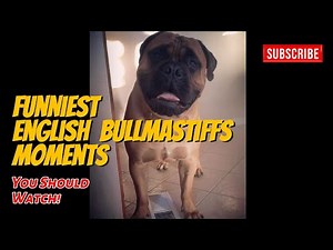 Bullmastiff Puppy’s Funniest Adventures! 🐶😂
