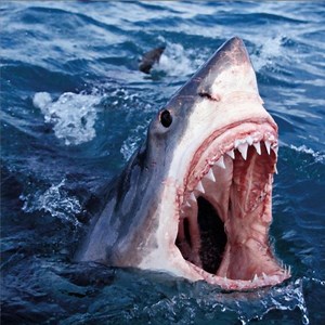 New Music: Conway The Machine & Alchemist – ‘Shoot Sideways’ (Feat. ScHoolboy Q)