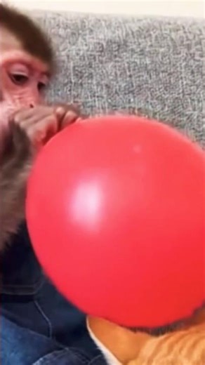 Balloon Pops on Cat — Monkey Gets Instant Cat Punches! 😹🐒#shorts