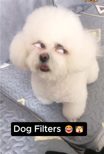 Divertidos filtros para perros: Risas aseguradas