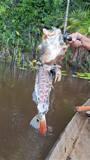 Tucunaré engole Pacu e termina muito mal!! #tucunare #peixe #amazonia #bass #fish | Brasil Jumbos