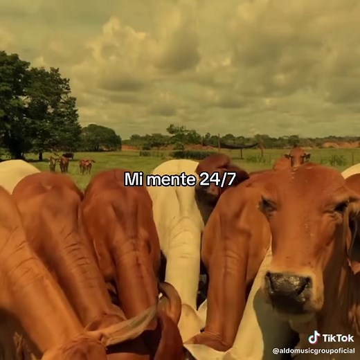 🤠🤠🤠 #corridos #eldelasrs #musicamexicana #corridoschingones #regionalmexicano