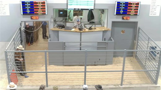 Monroe Livestock Auction on Reels