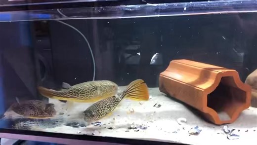 1.2K views · 39 reactions | Tetraodon mbu | Klaus Filipini | Facebook