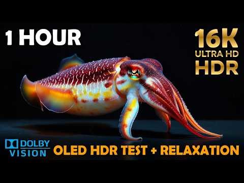 16K HDR Rainbow Chameleon Color Changing 1 Hour 🦎Mesmerizing Transformations | Ultimate OLED HDR TV