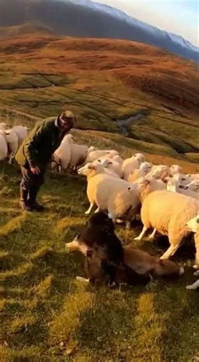 Border Collie: Defender of the Scottish Highlands