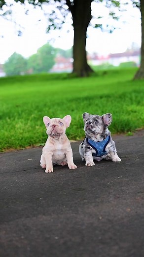 French Bulldog Puppies for Sale - Top Quality Breeder