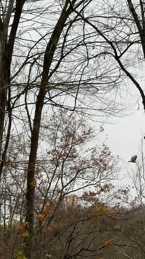 Red Tail Hawk Attack – Keeping Our Chickens Safe