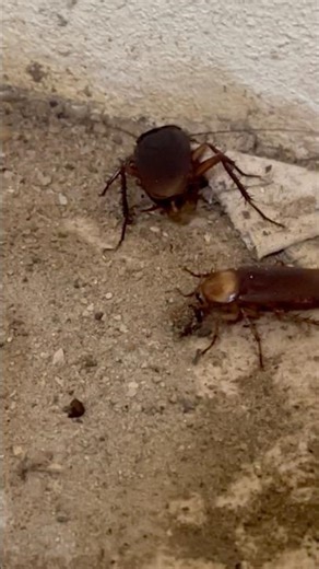 Cockroach 🪳 eating #insects #animallife #shorts