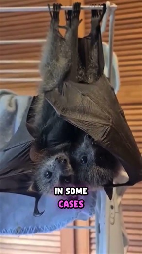 Meet the Bats #wildlife #shorts