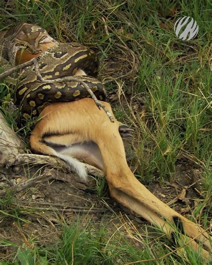 Earth Touch TV on Instagram: "Our eyes might sometimes be bigger than our stomachs, but that's definitely not a problem for the southern African python. These giants can grow to around 6 m and weigh over 65 kg. That's large enough to gobble up small antelope with ease. 📺 Africa's Super Snake (now streaming on Earth Touch TV) #AfricasSuperSnake #wildlife #snakes"