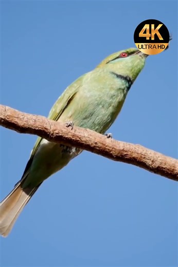 African green bee-eater #birdcalls 4K
