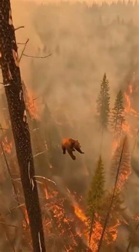 Forest fire video recording in National Forest 😔😔