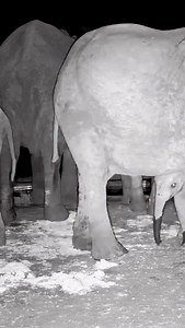 458 reactions · 16 shares | When mum doubles as the best scratching post AND the ultimate milk bar - multitasking level: elephant! #MomGoals #ElephantLife #ScratchAndSip #WildlifeWonder #africam | Africam | Facebook